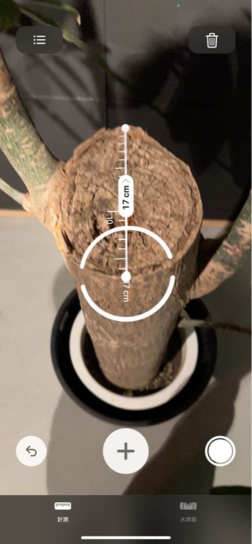 【極太幹・存在感抜群】パキラ 観葉植物／特大サイズ 引き取り限定