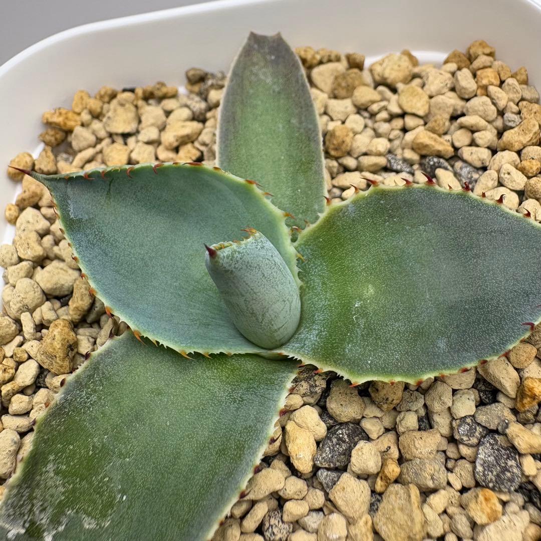 agave 'Illusion'④ TC【※発根済み】耐寒性抜群 US輸入株