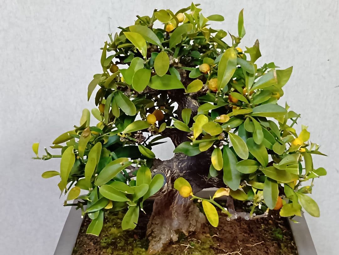 キンズ盆栽