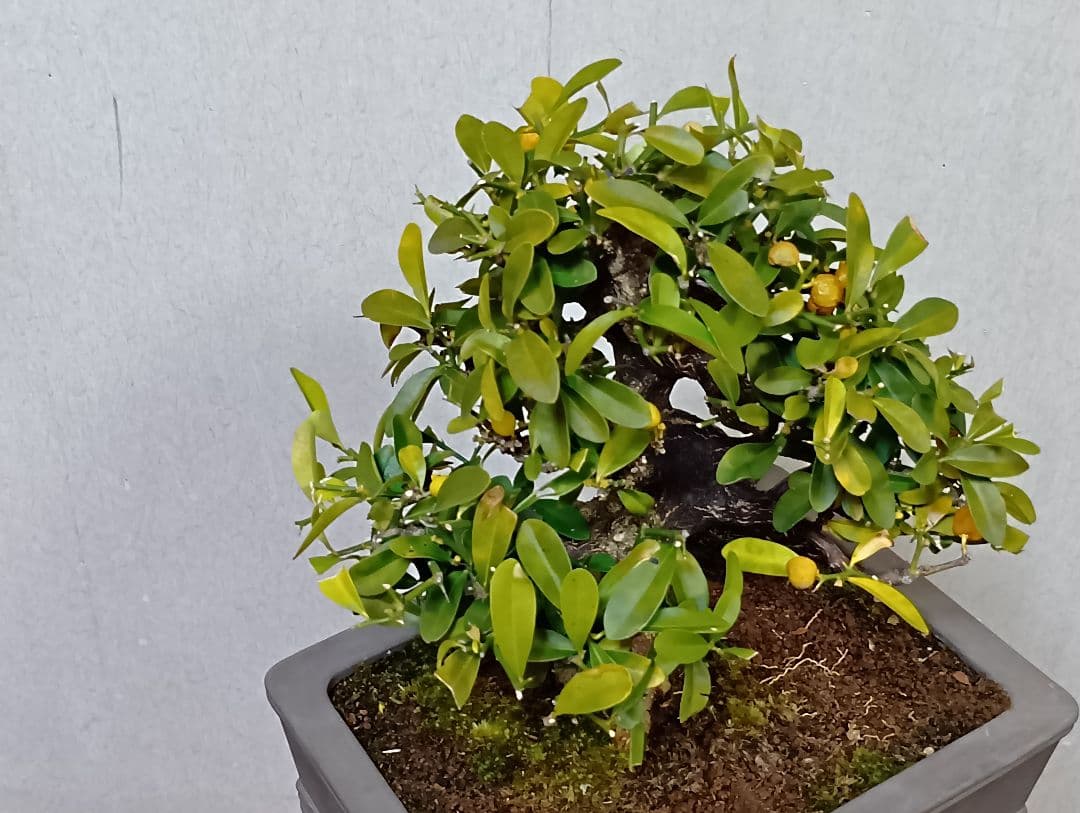 キンズ盆栽