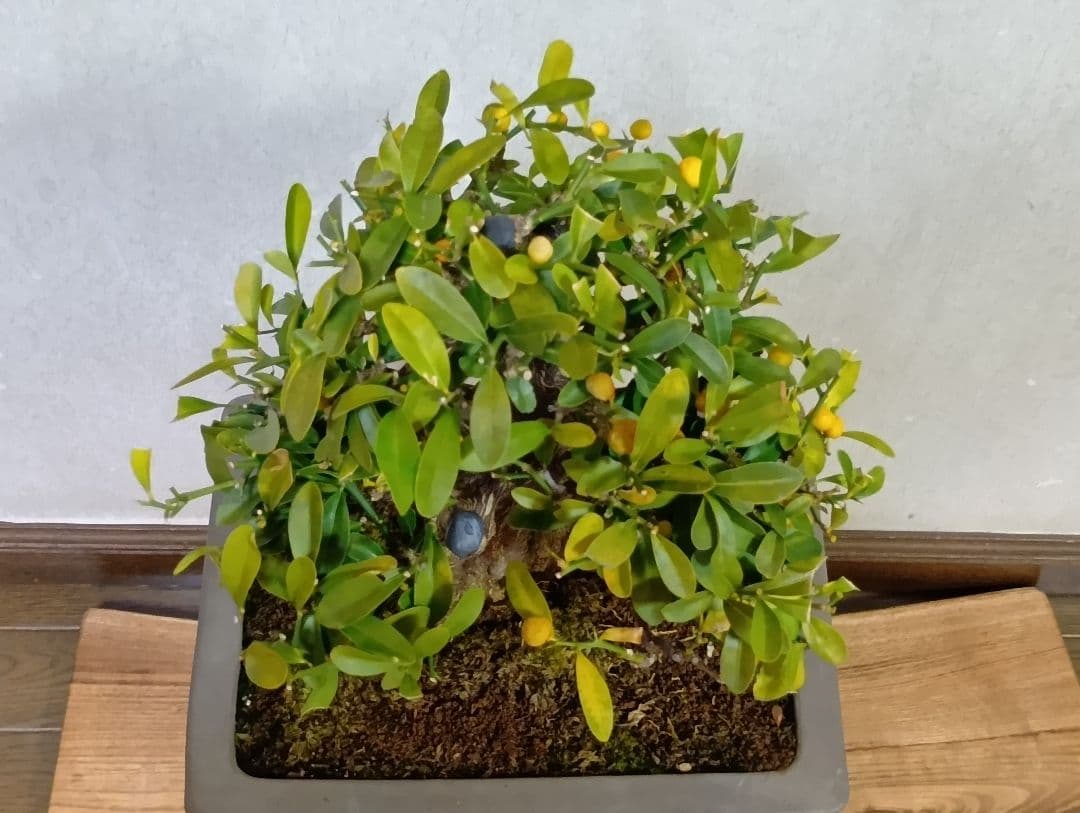 キンズ盆栽
