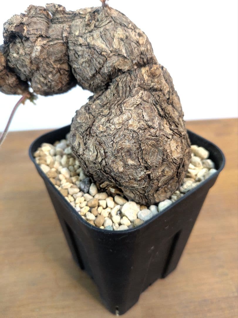 ペラルゴニウム トリステ 現地株 発根済 冬型 塊根植物