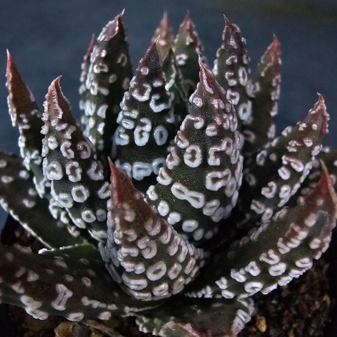 メルカリ便発送☆多肉植物 ハオルチア パイプの煙