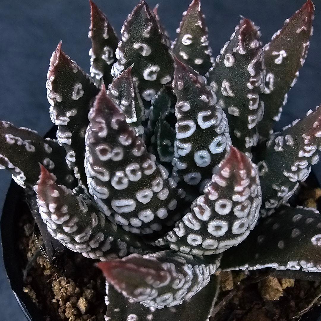メルカリ便発送☆多肉植物 ハオルチア パイプの煙
