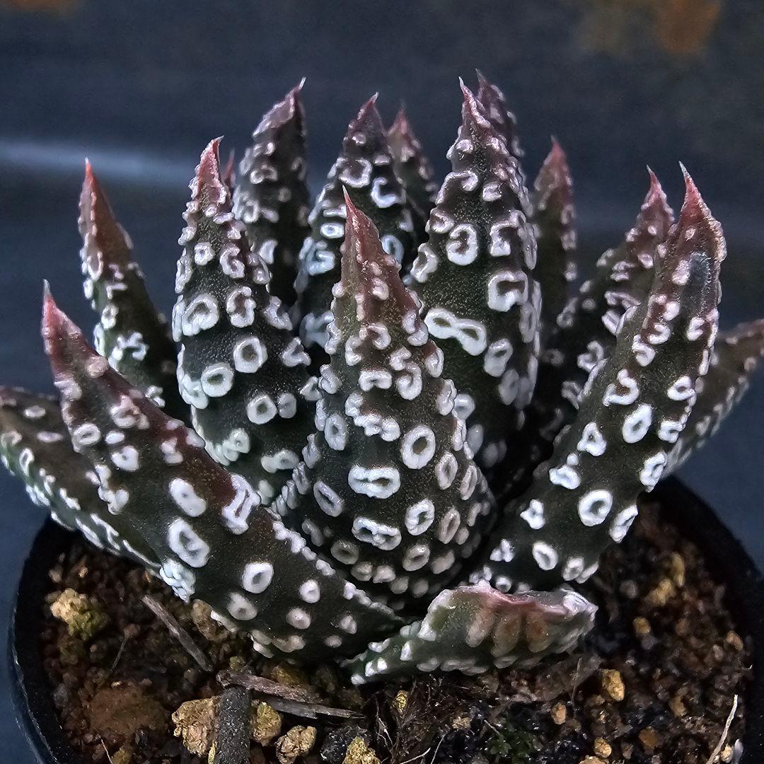 メルカリ便発送☆多肉植物 ハオルチア パイプの煙