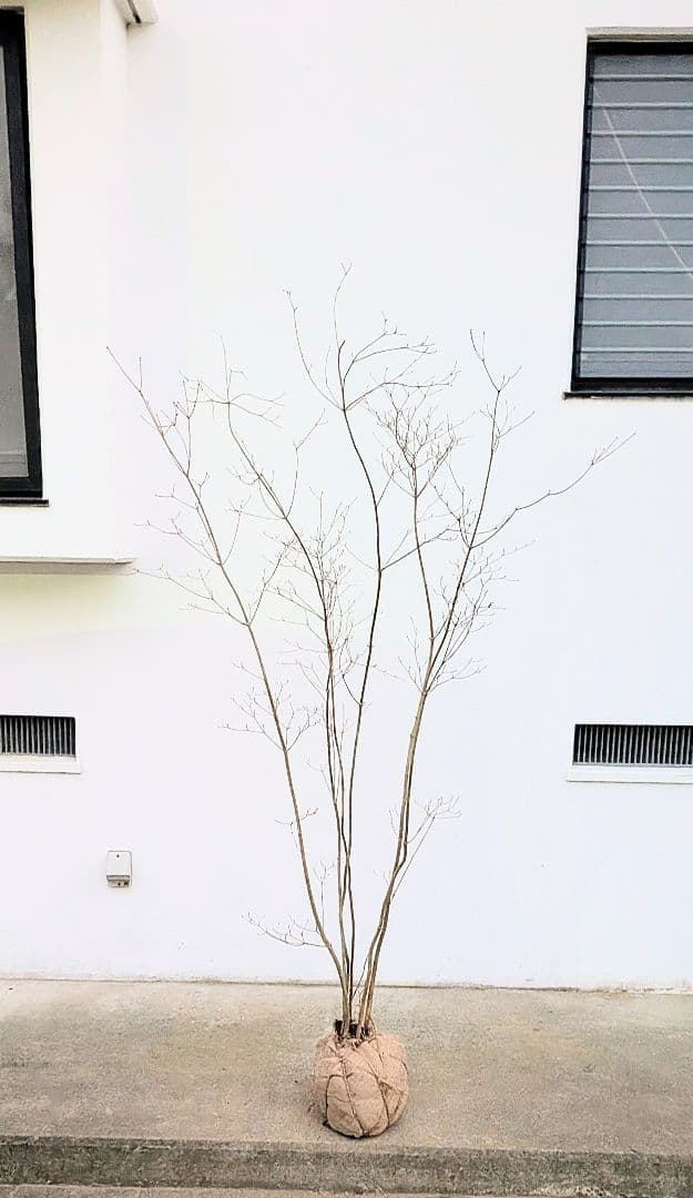 端正。山採りドウダンツツジ。