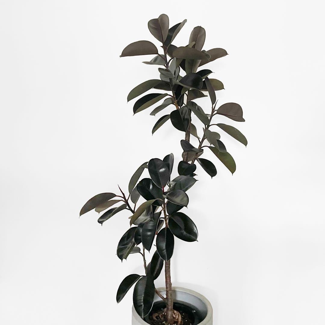 観葉植物 フィカス バーガンディ 195cm