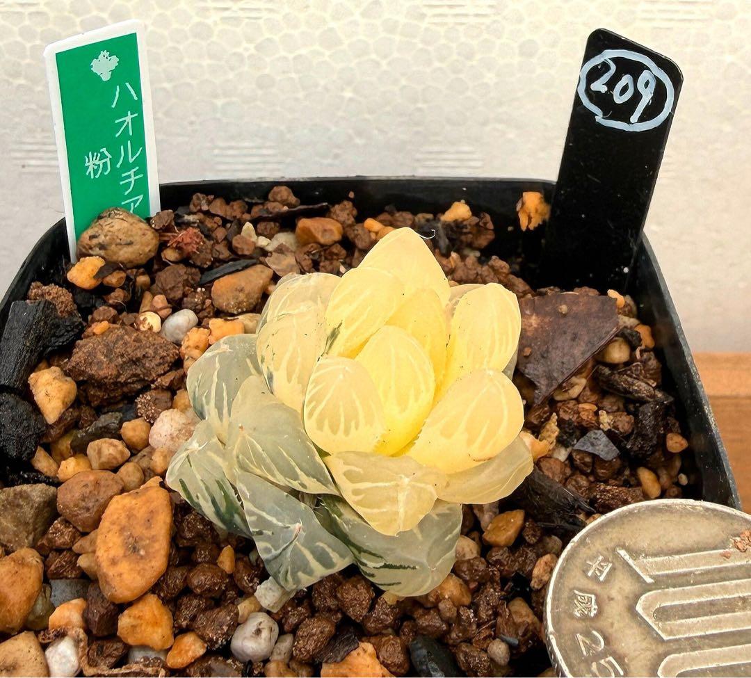 微根発根済‼️極上班‼️多肉植物 ハオルチア オブツーサ錦 水中月錦 抜き苗２０９