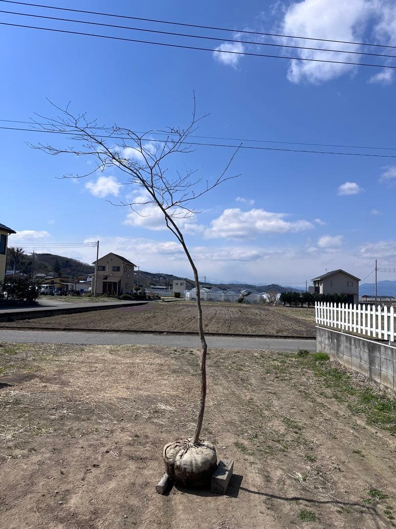 山採り 山もみじ