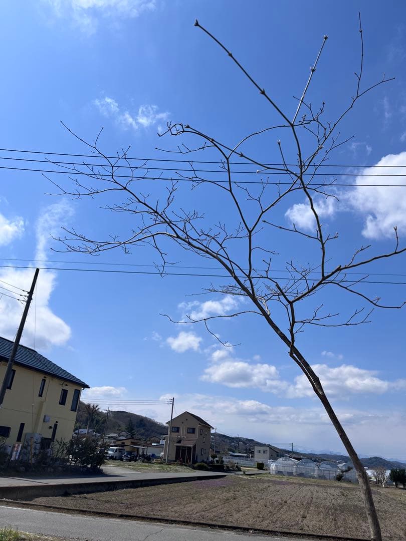 山採り 山もみじ