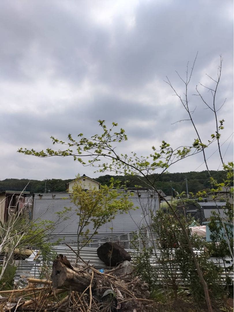 山採り 山もみじ