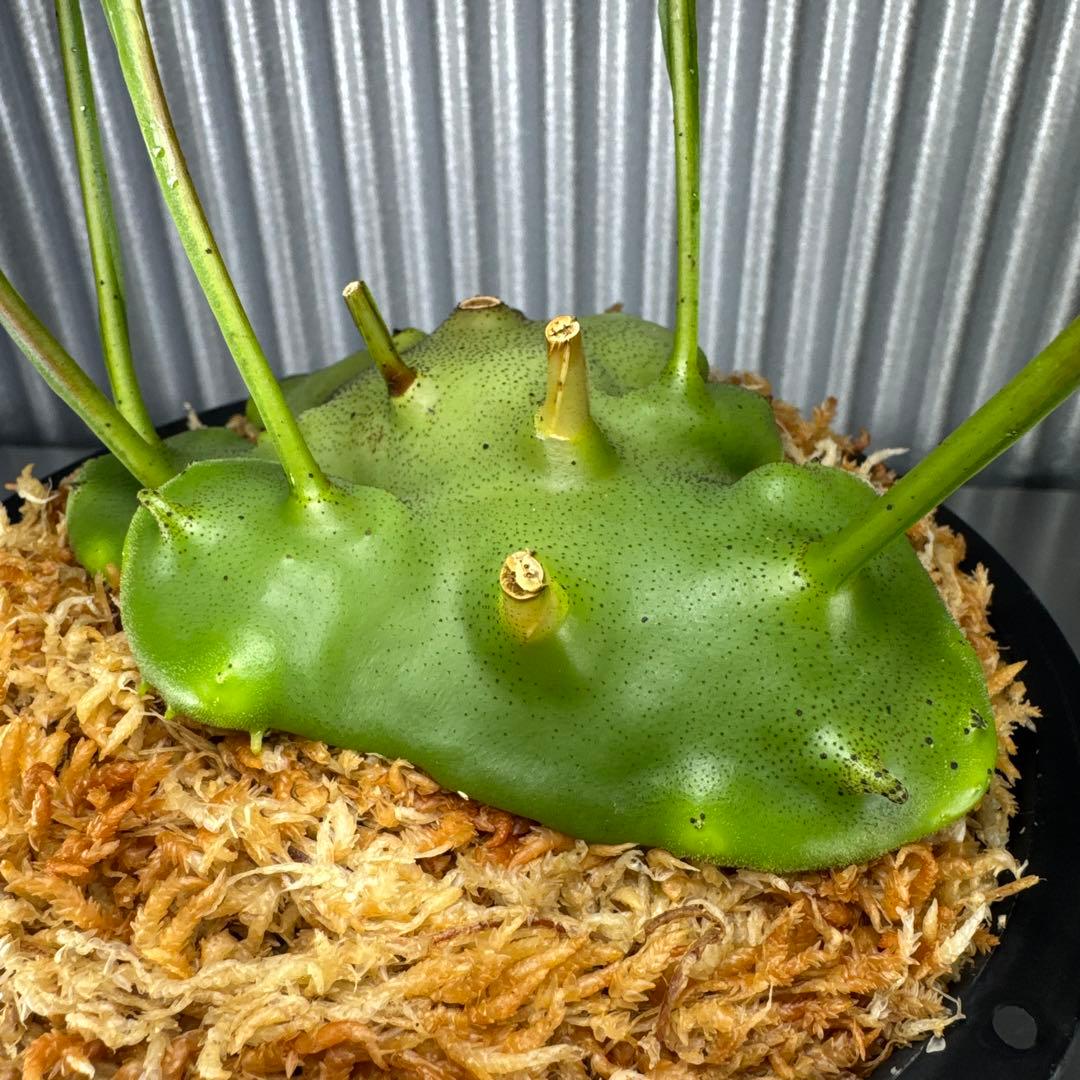 macrophage様ご確認用出品