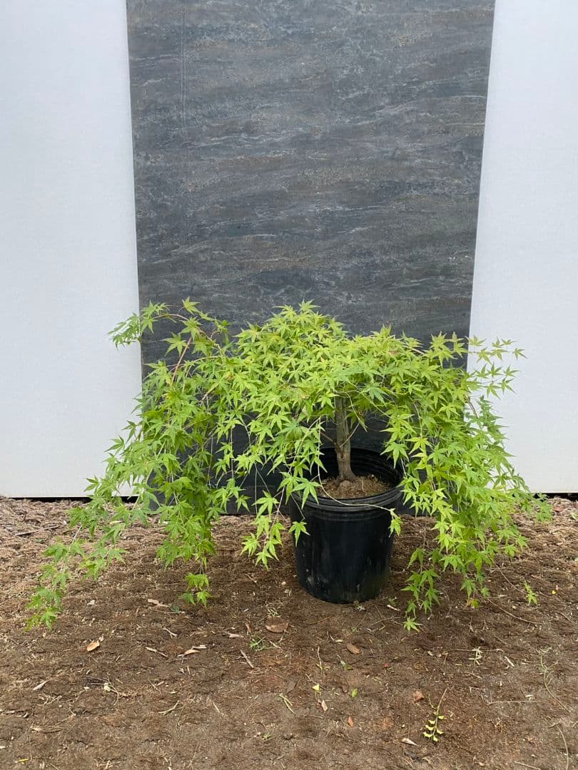 紅葉　流泉/901