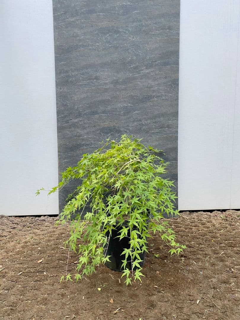 紅葉　流泉/901
