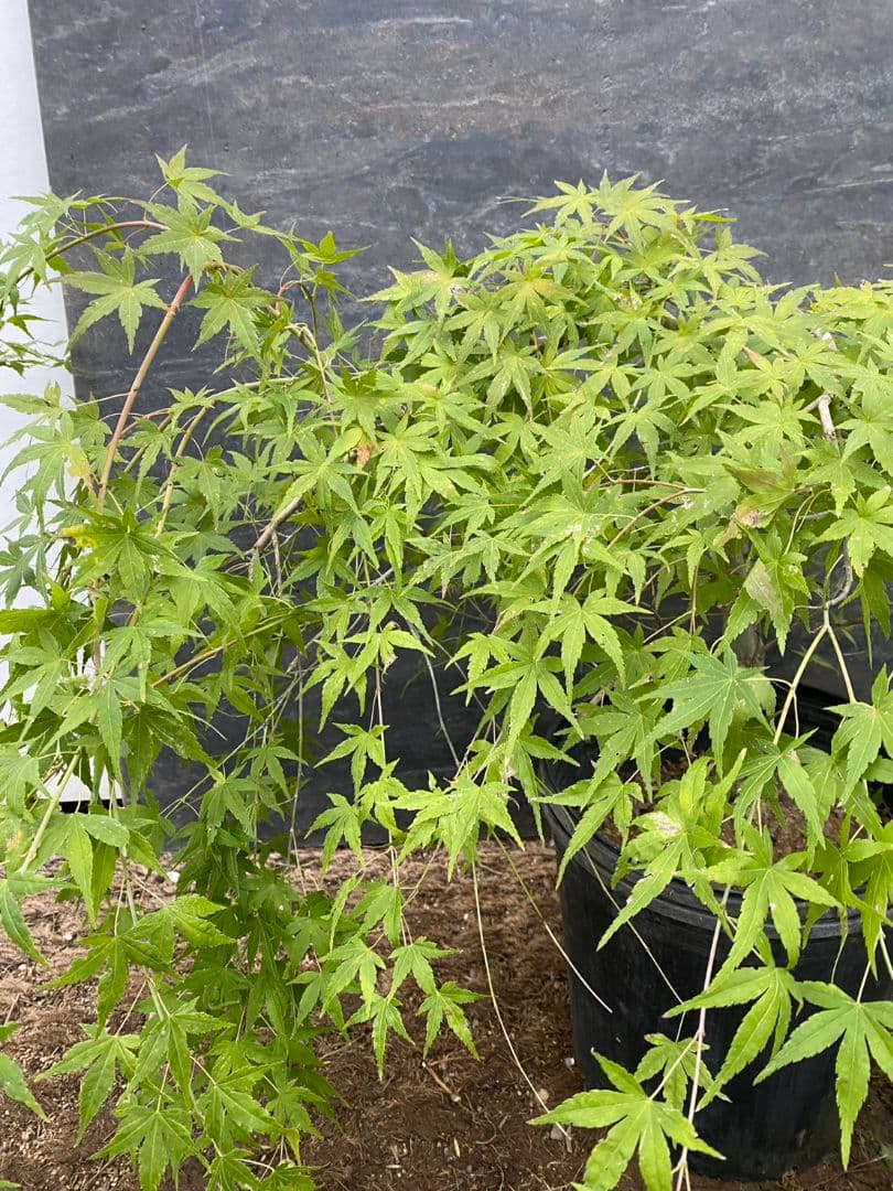 紅葉　流泉/901