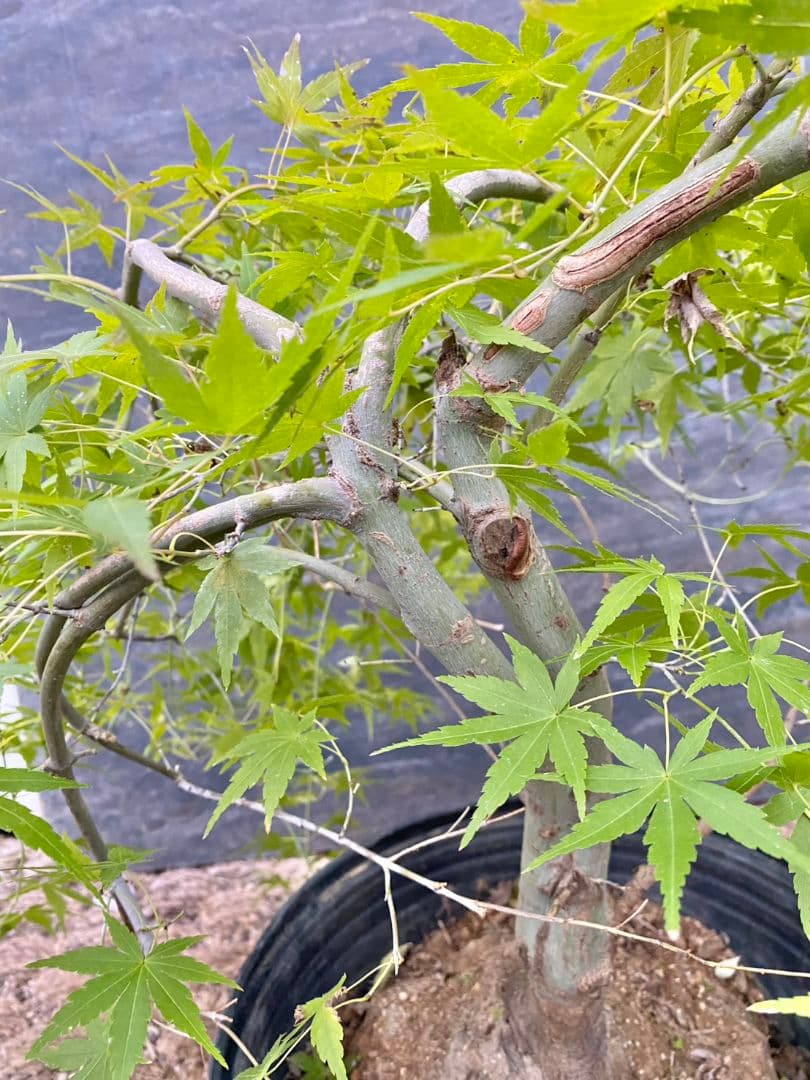 紅葉　流泉/901