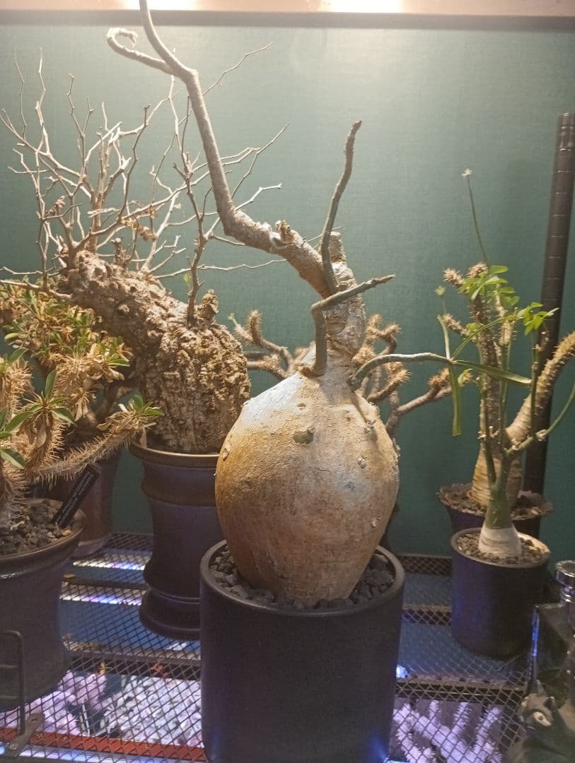 アデニウム ソマレンセ/ 塊根植物 コーデックス 　まん丸　コレクション株