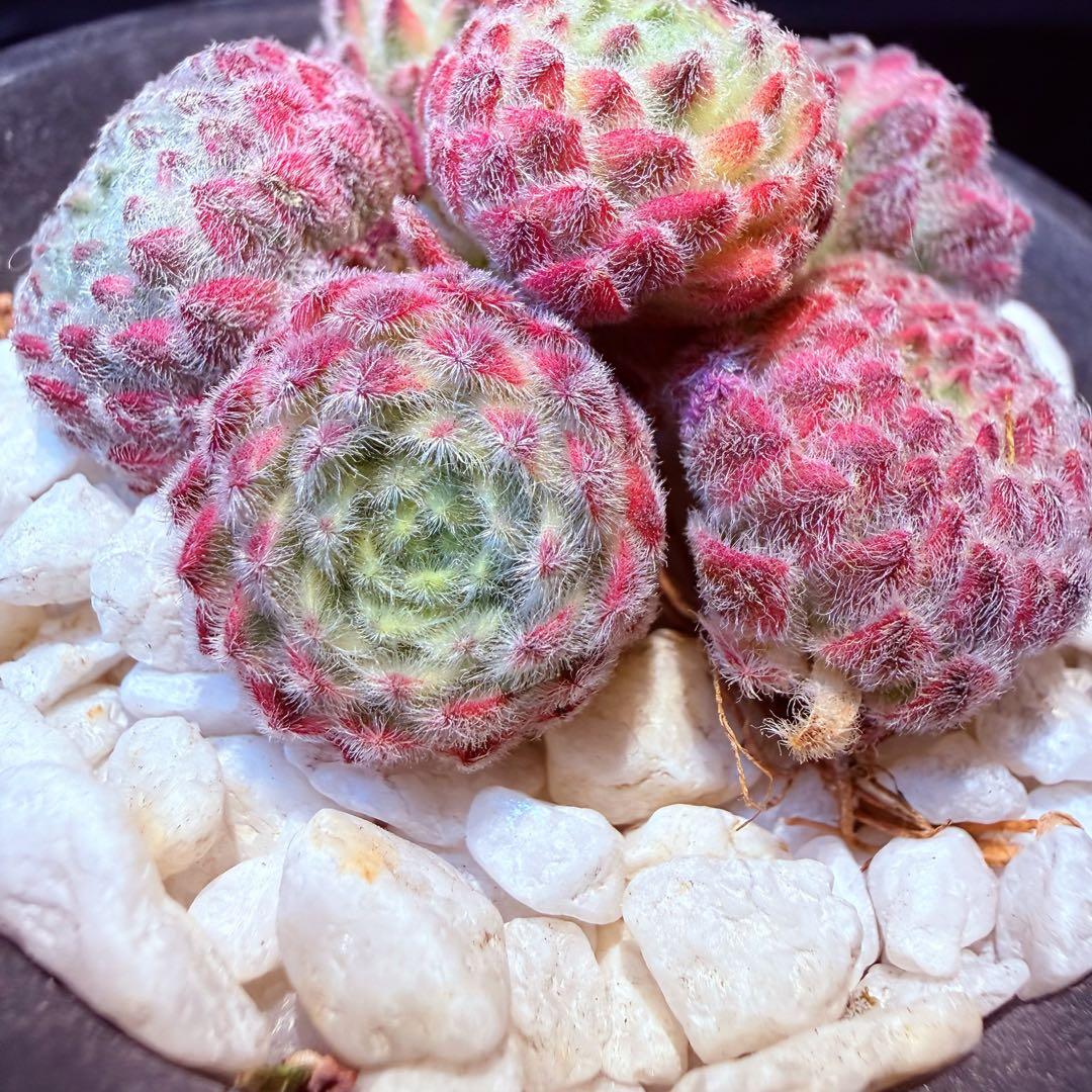 新入荷　レア新品種　センペルビウム錦　(6つ)セット　多肉植物