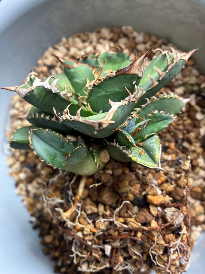 だだ　皇冠　クラウンOC子株　5個セット　検）植物　塊根　サボテン