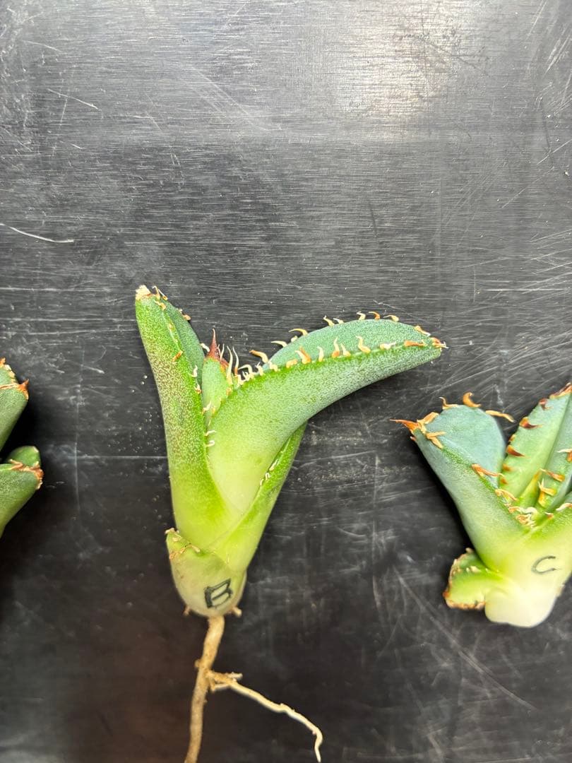 だだ　皇冠　クラウンOC子株　5個セット　検）植物　塊根　サボテン