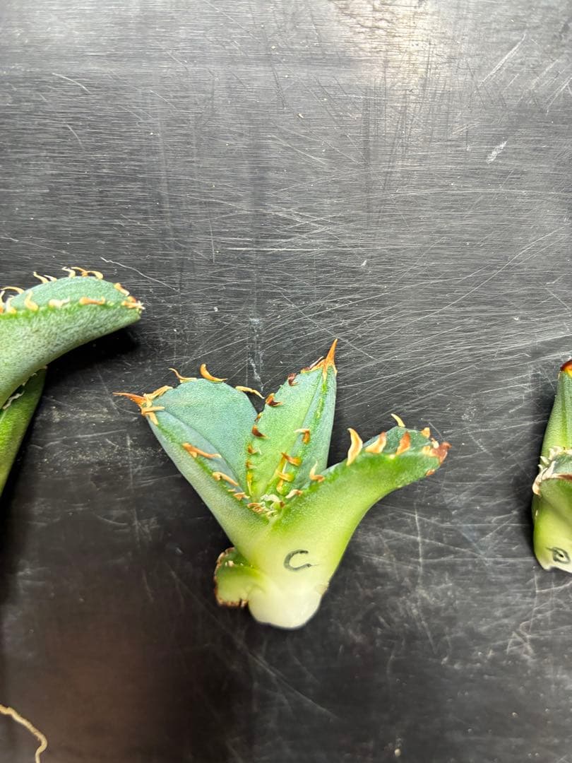 だだ　皇冠　クラウンOC子株　5個セット　検）植物　塊根　サボテン