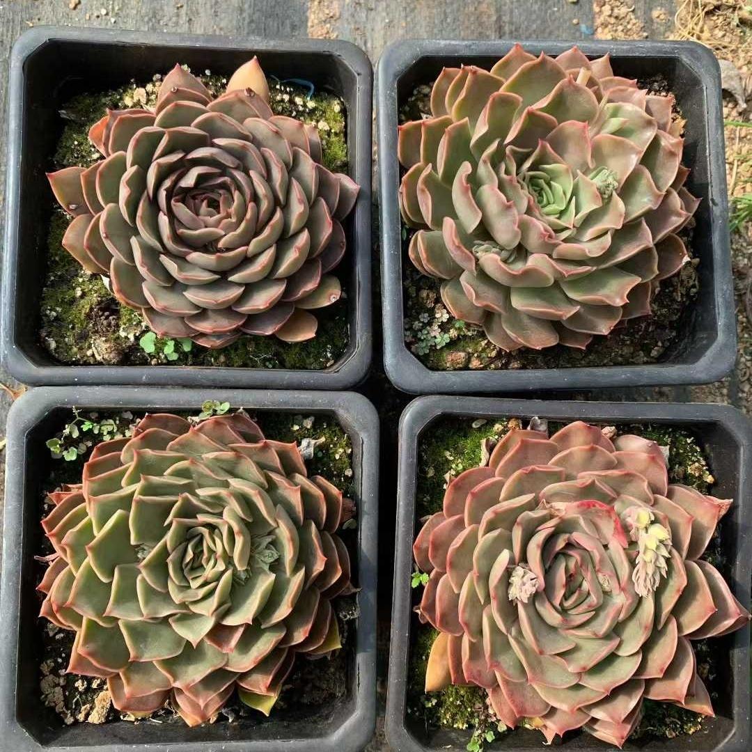 Top【選抜株】多肉植物　22953ダークロード 9個　鉢無し/脱土