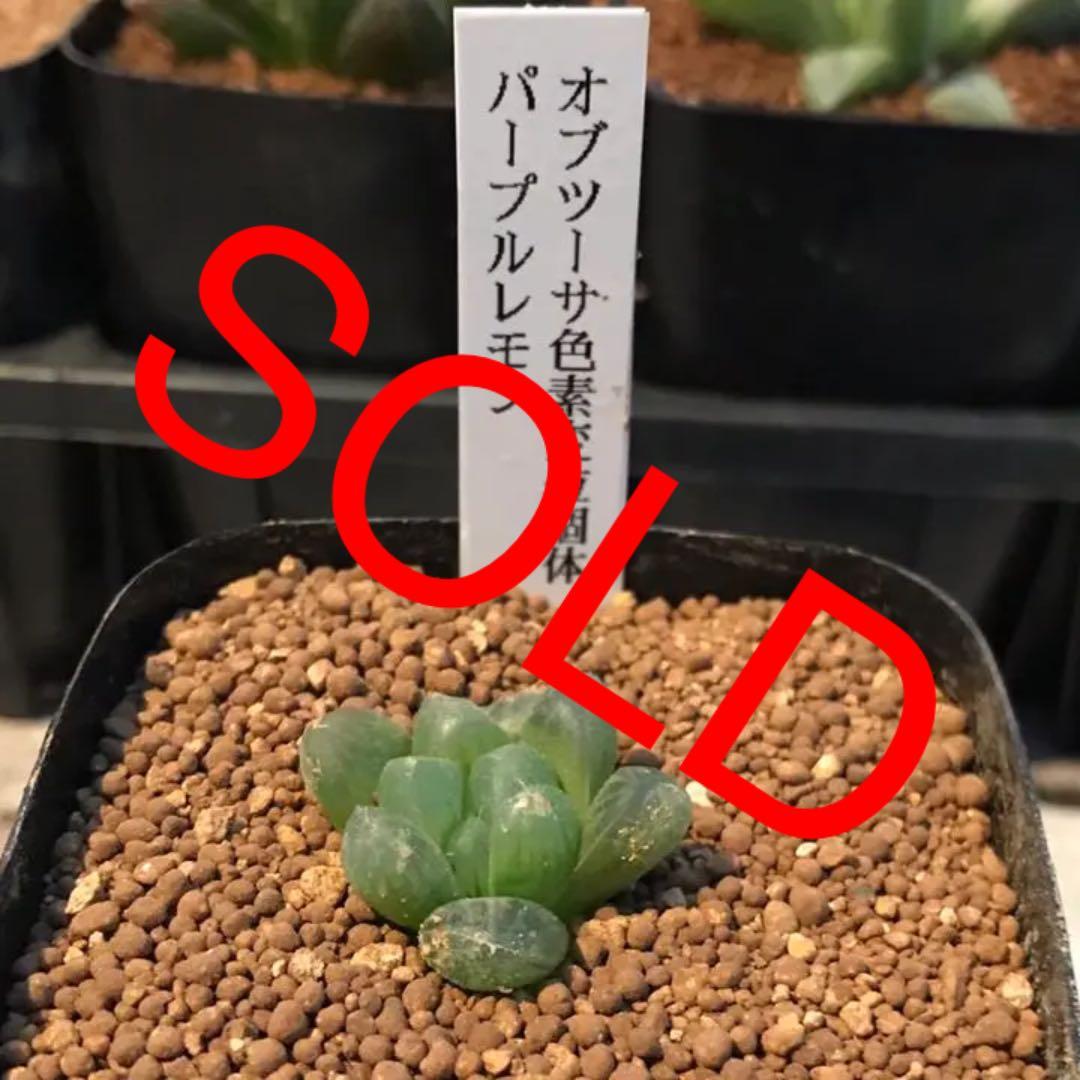 多肉植物 ハオルチア  セール 1株500円 送料200円 組み合わせ自由 4
