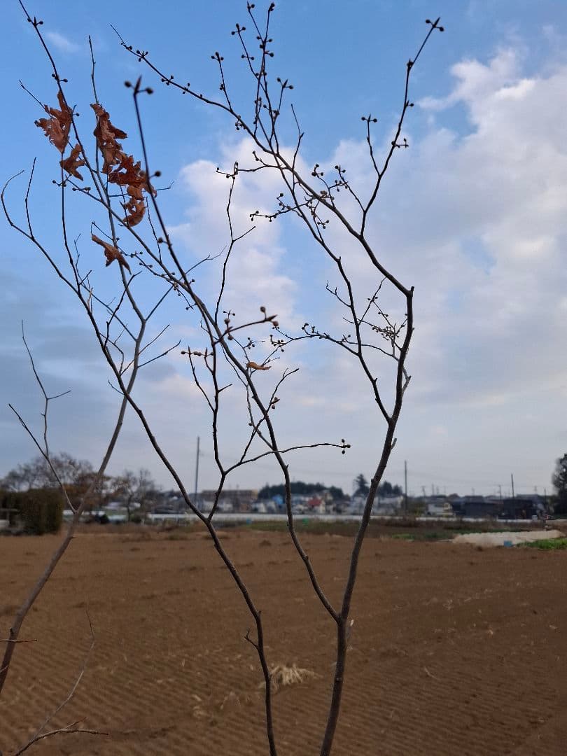 シロモジ 雑木 ――アオダモアオハダ モミジ 山彩り ――