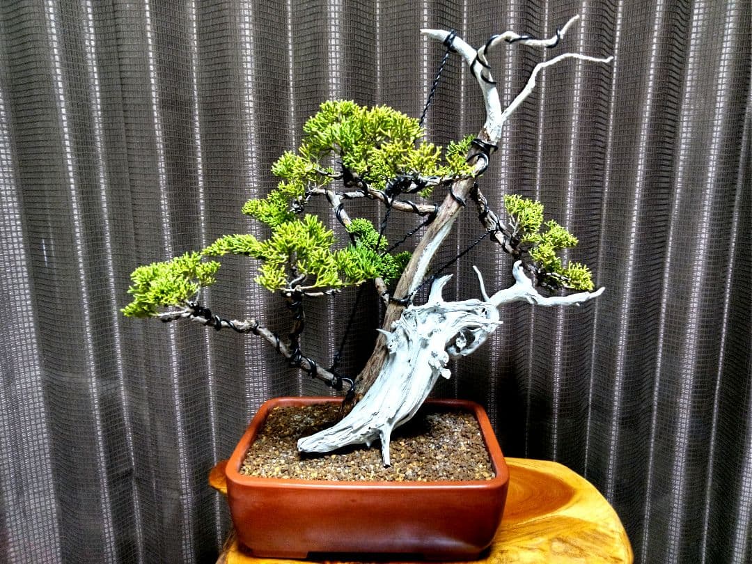 【創作 糸魚川真柏盆栽】 ⭕TANUKI創り舎利100年❗