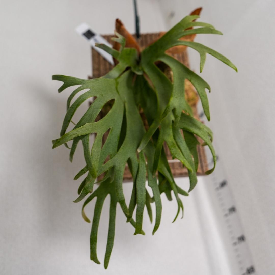 ビカクシダ バクテリア P. willinckii 'Bacteria' 板付済