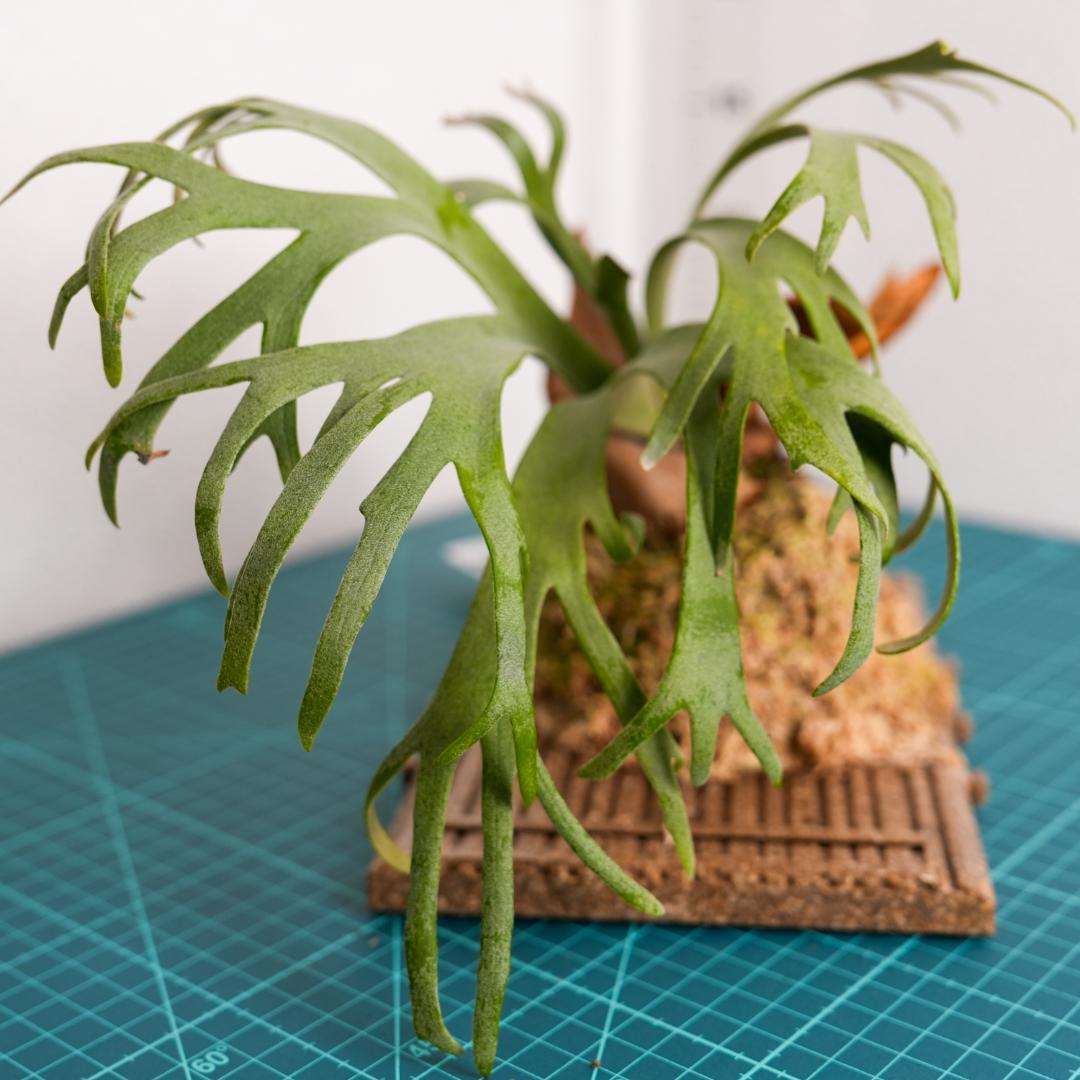ビカクシダ バクテリア P. willinckii 'Bacteria' 板付済