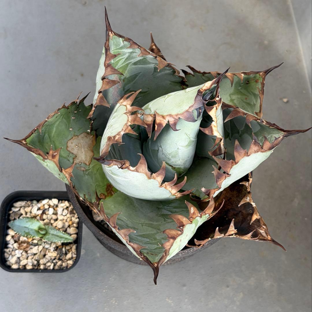 agave titanota 'creep' a.k.a. 'beast' 青葉
