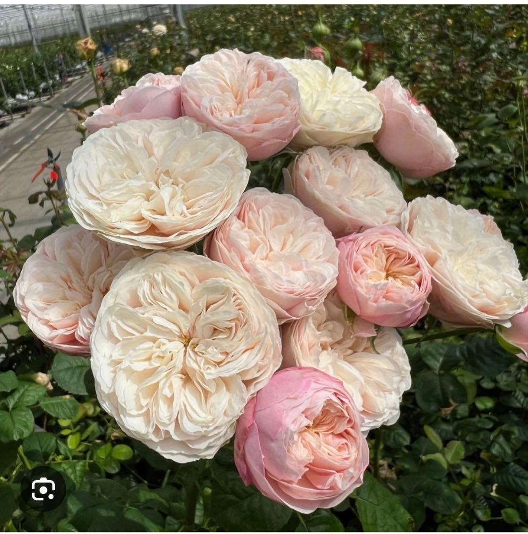 花苗　レア花　海外品種　入手困難　R⭕️y.l Bl….