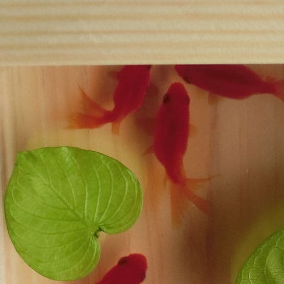タイムセール 金魚 アート アクリル 琉金 プレゼント 水草 水槽 ハート