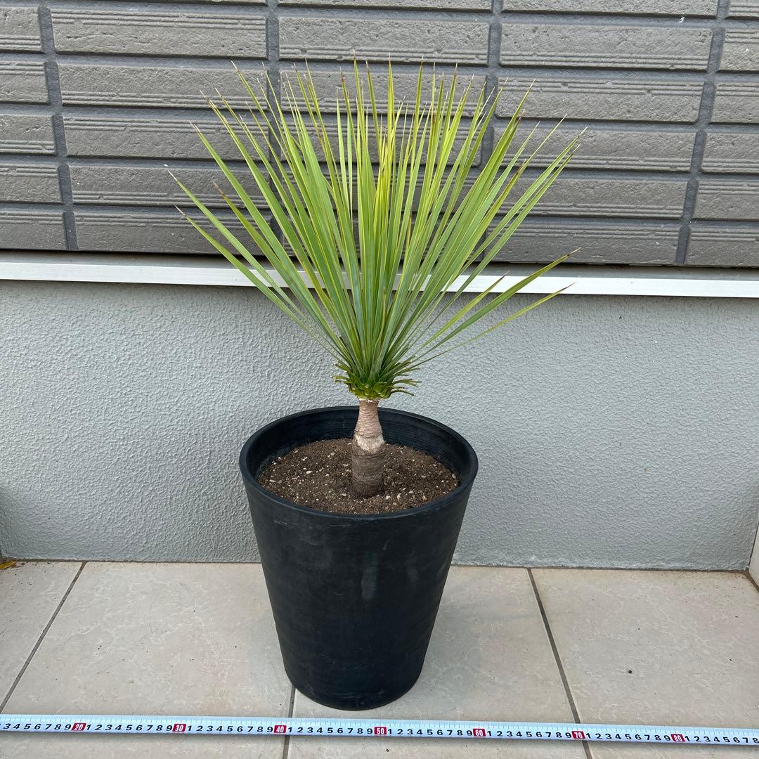 ユッカロストラータ60cm 8号