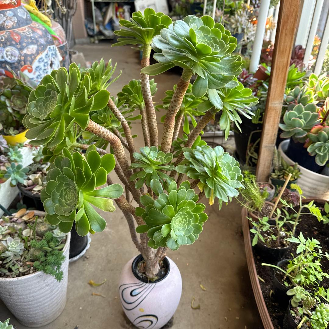 多肉植物緑カシミヤの法師古株18頭