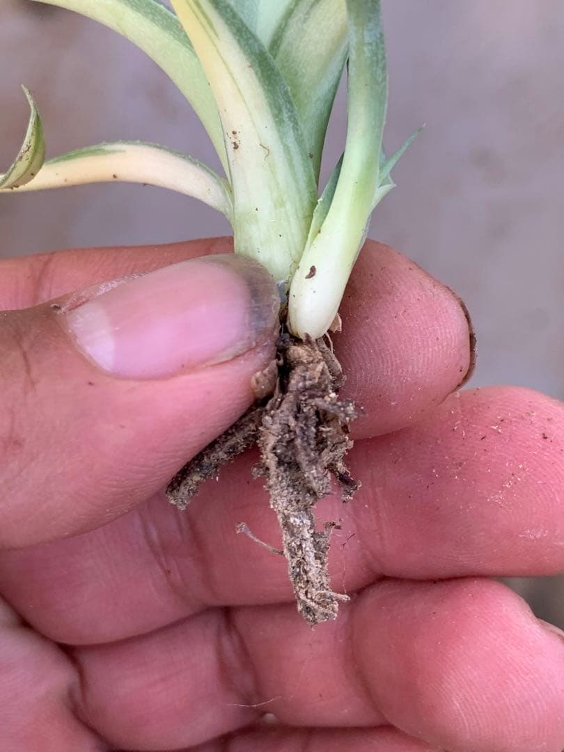 多肉植物アガベ オルカ 黄中斑