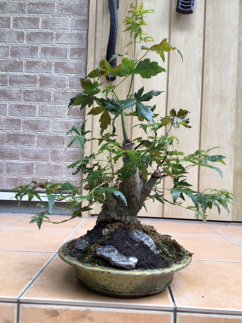 山モミジ盆栽