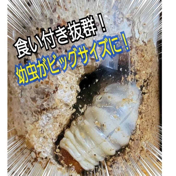 極上！ヒマラヤひらたけ菌糸ブロック【9個】初菌のみ使用！国産オオクワ85ミリ実績