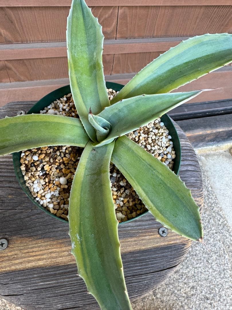 アガベ Agave ovatifolia variegated 'ORCA' 143