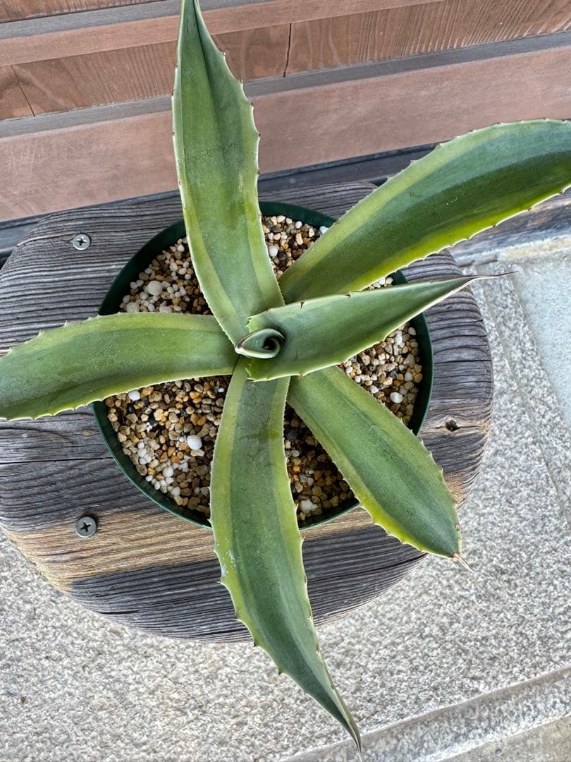 アガベ Agave ovatifolia variegated 'ORCA' 143