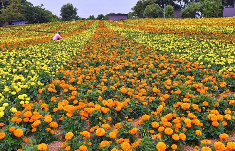 天然マリーゴールドの花種、大量１万粒＋粗品＋全国匿名送料無料