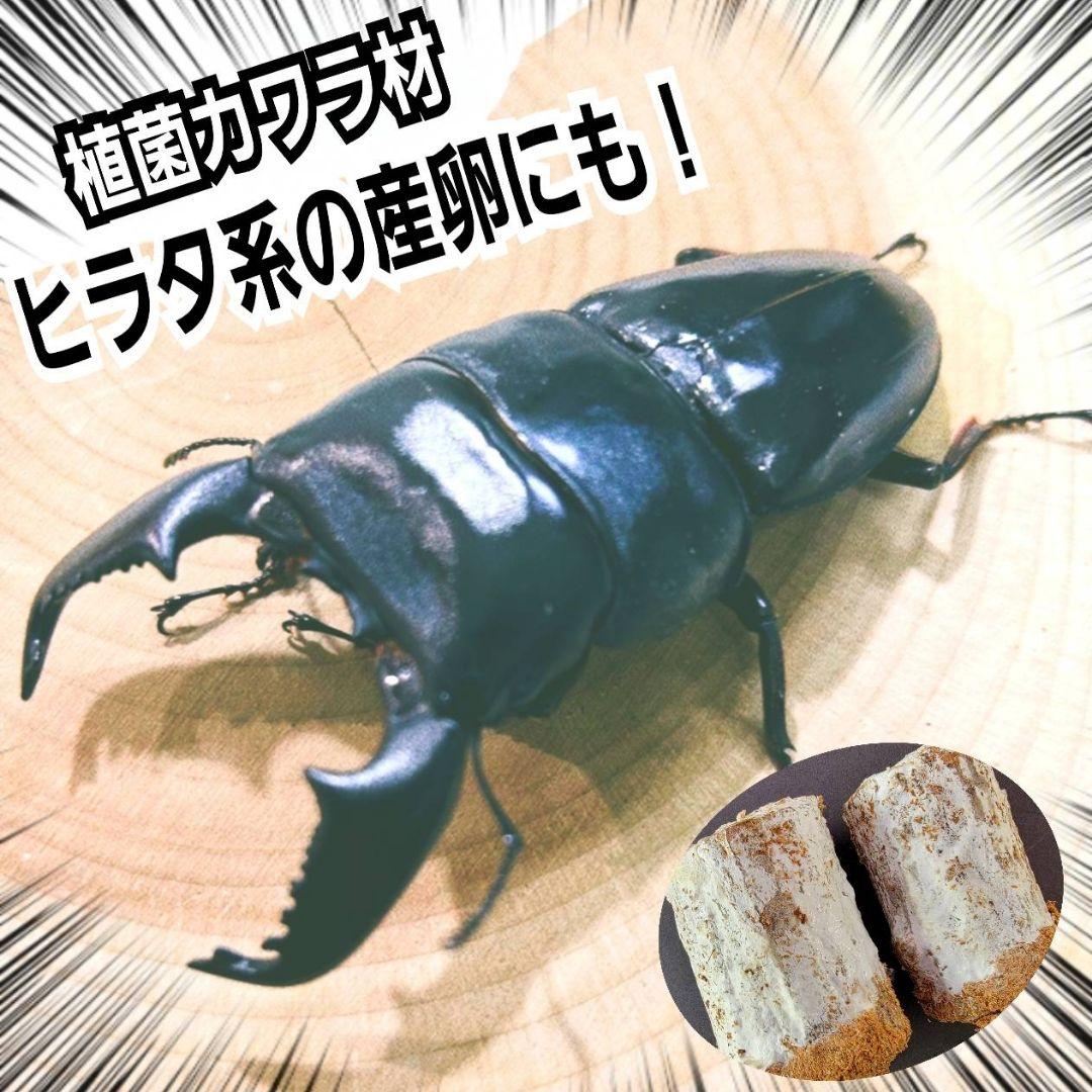 最強のクワガタの産卵木！　カワラ植菌材【4本】特大Lサイズ　カビない！　加水不要