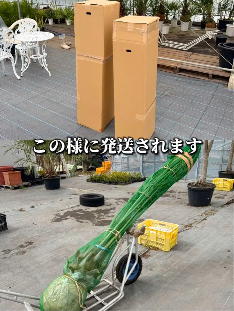 ココスヤシシルバーリーフ 【極太】葉先160cm 幹回り125cm 幹高50cm