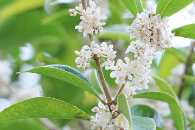 《現品》四季咲きモクセイ　樹高1.3ｍ（根鉢含まず）54【白花/苗木/植木】