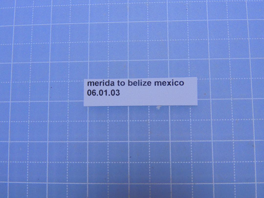 標本 Mexico Homoptera 30mm 40mm only one