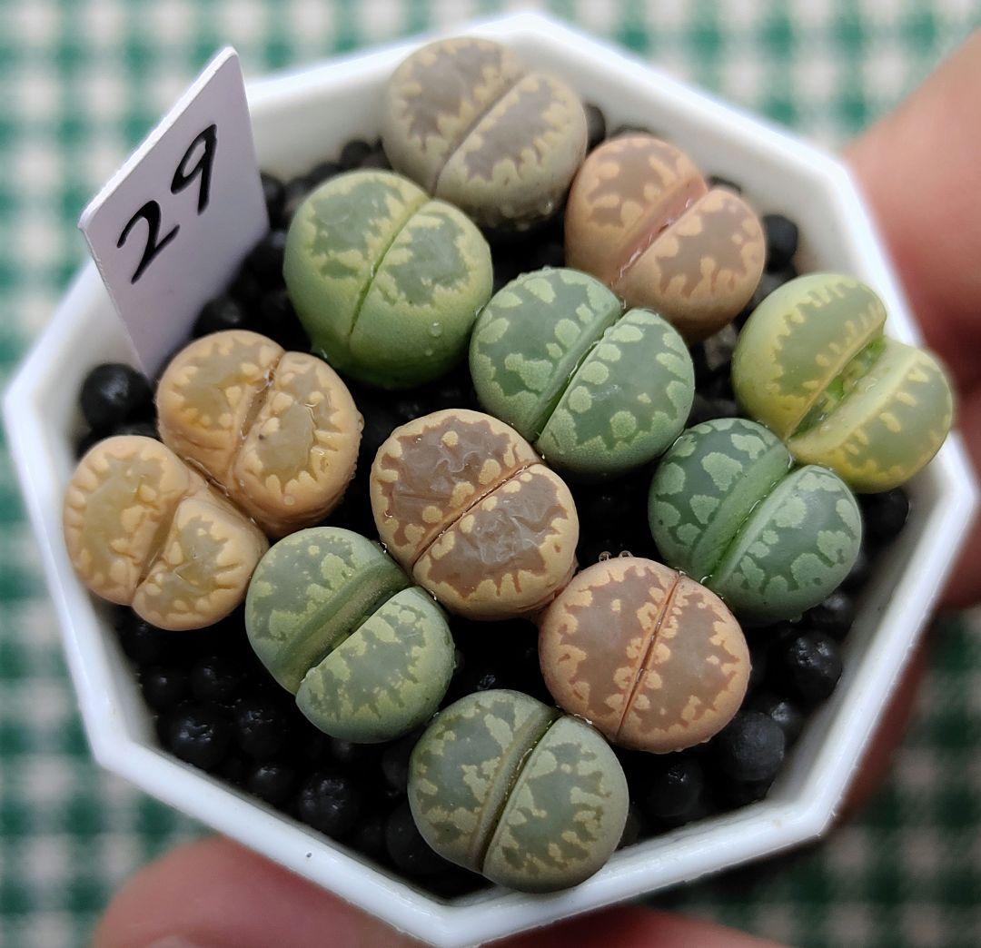 多肉植物リトープス/コノフィツム　大津絵　カラフルセット　土なし　S29