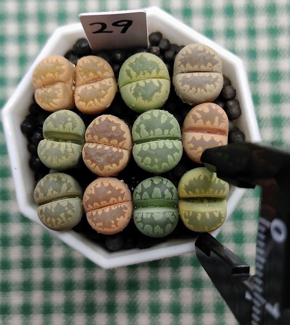 多肉植物リトープス/コノフィツム　大津絵　カラフルセット　土なし　S29