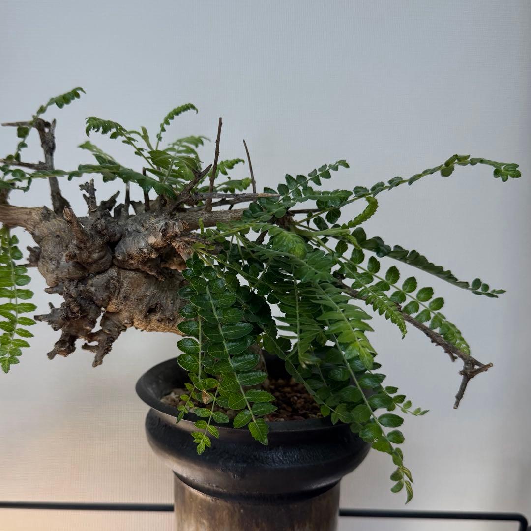 ネグレクタ　カタチ製作所　Mederu pot トーチ Mサイズ