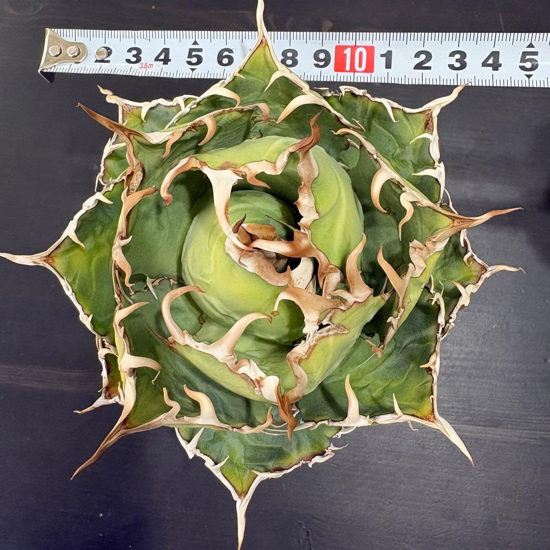 アガベ チタノタ 白鯨牡丹 鉢ごと①